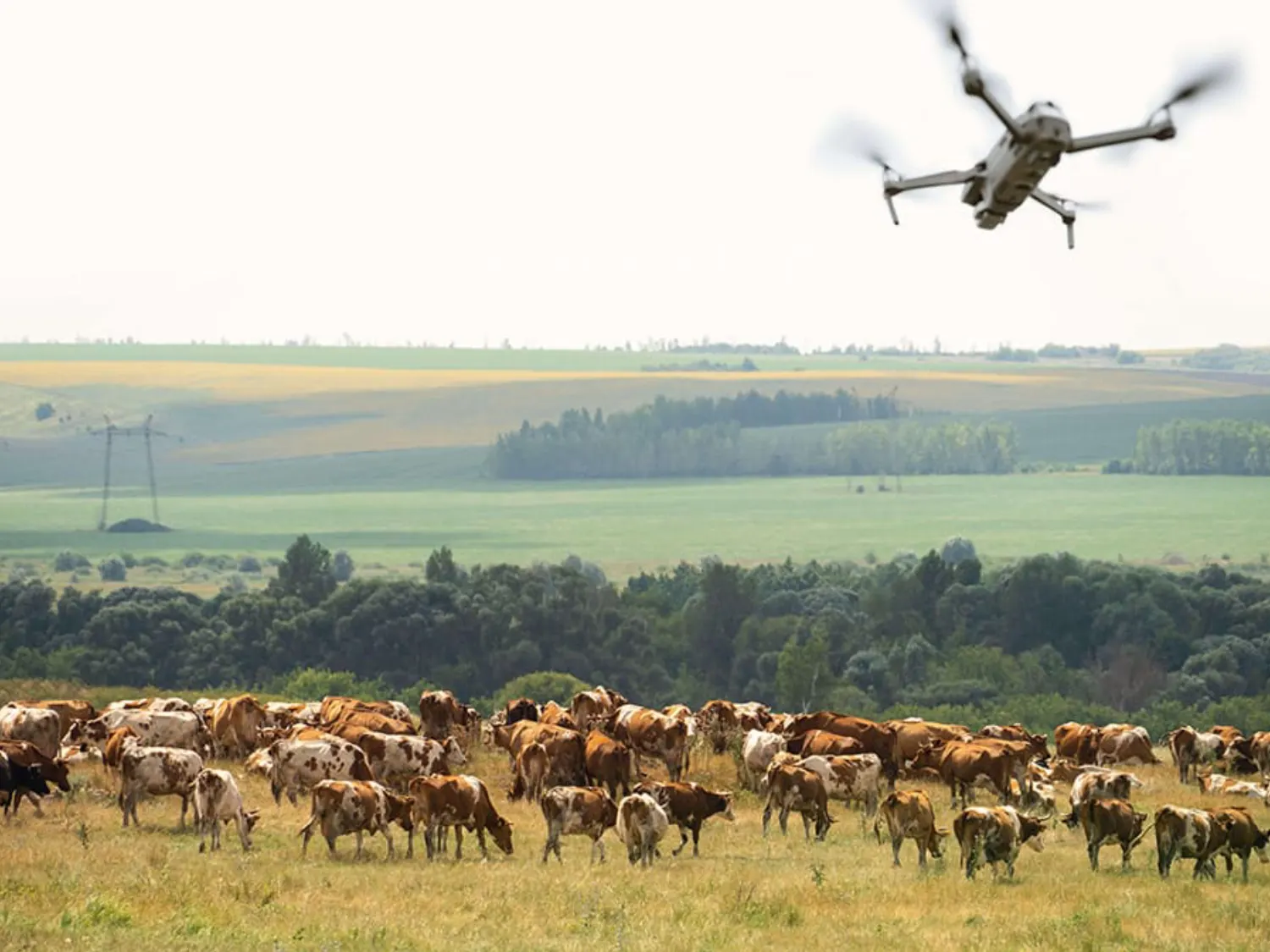 Dron usluge čuvanja i praćenja divljači za nadzor prirodnih staništa uz minimalno ometanje životinja